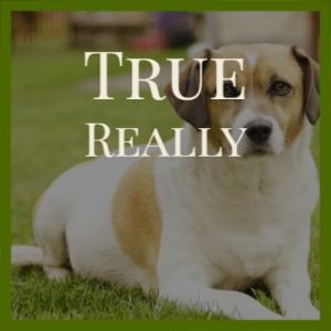 Listen to True Really song with lyrics from Johno Varol