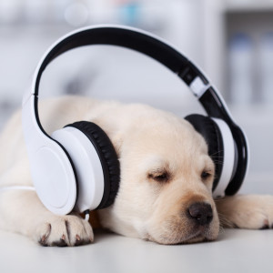 Album Music For Pet Sleep: Dreamy Doggie Duets oleh Relaxing Pet Music