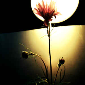 อัลบัม COSMOS ศิลปิน SHIN IN RYU