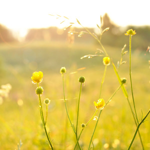 Echoes of Dawn: Nature's Meadow Melodies