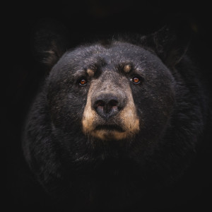 Listen to The Bare Necessities song with lyrics from The Disneylanders