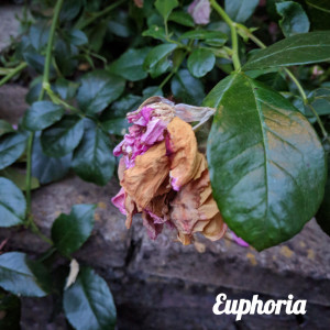 收聽Euphoria的Tears歌詞歌曲