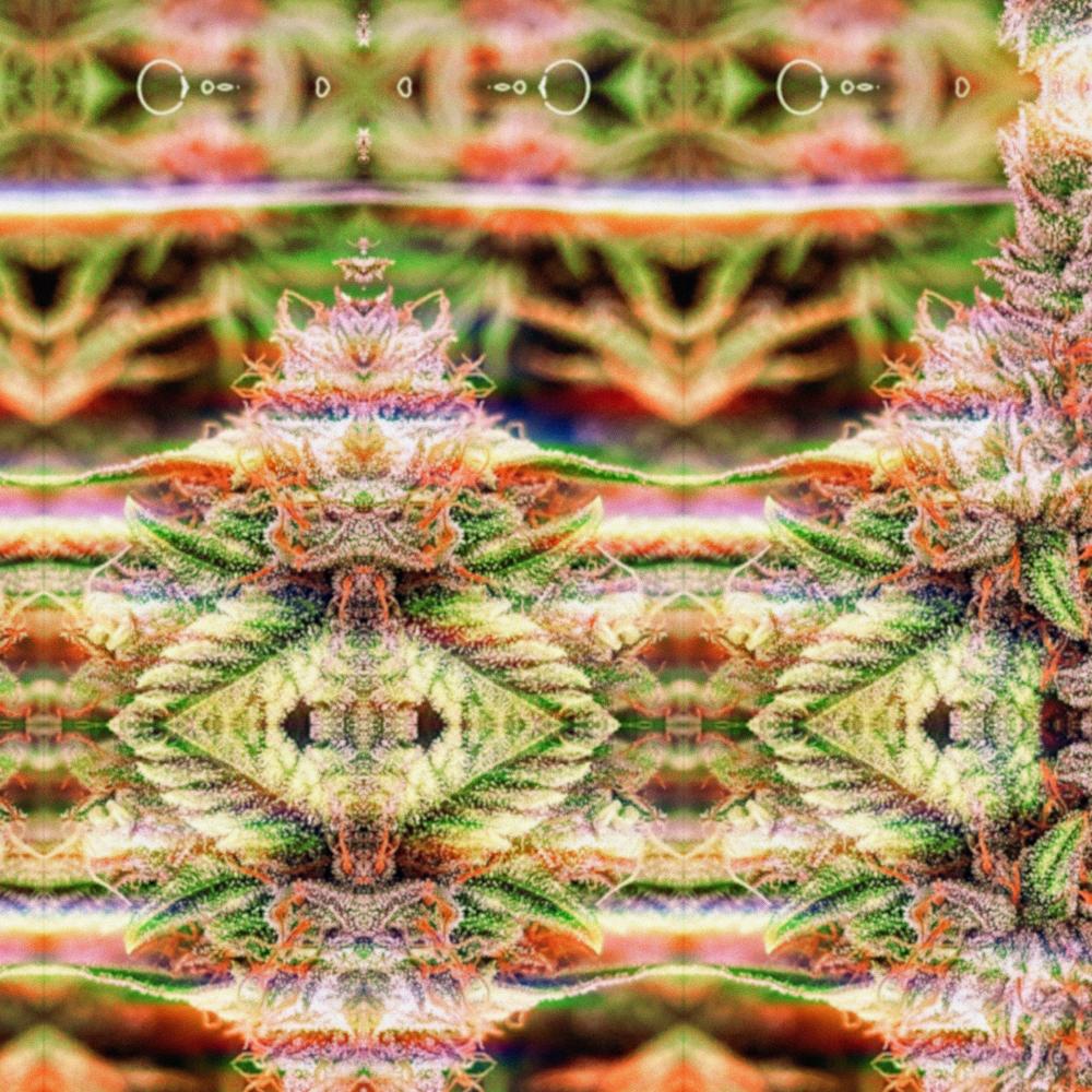 Curing Time (Jansha Remix|Explicit)