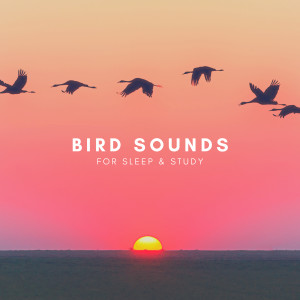 Natural Sounds的專輯Bird Sounds For Sleep & Study