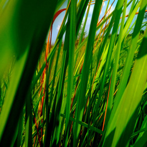 ดาวน์โหลดและฟังเพลง Didia Ho Among พร้อมเนื้อเพลงจาก Gilbert Manullang