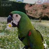 default album img