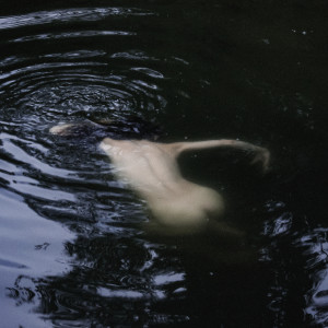 ดาวน์โหลดและฟังเพลง Echoes Of Sirens (Original Mix) พร้อมเนื้อเพลงจาก Monovsn