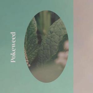 ดาวน์โหลดและฟังเพลง Saman พร้อมเนื้อเพลงจาก Kenis