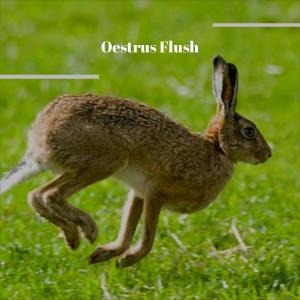 Album Oestrus Flush from Various