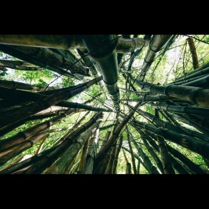Dengarkan Best Insomnia Therapy lagu dari Nature Sounds dengan lirik