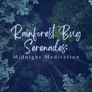 อัลบัม Rainforest Bug Serenades: Midnight Meditation ศิลปิน Forest Sounds