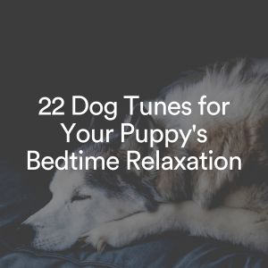 Album 22 Dog Tunes for Your Puppy's Bedtime Relaxation from Dog Music