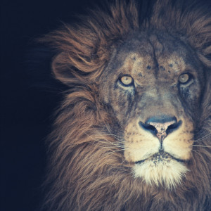 Listen to Heart of the Bold song with lyrics from Lionheart