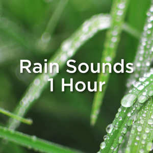 Listen to Meditation Rain Sound song with lyrics from Rain Sounds