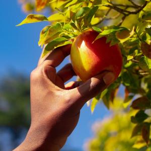 KP tha Pro的專輯Passion Fruit (Basket 2)
