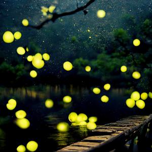 อัลบัม Fireflies ศิลปิน Nymano