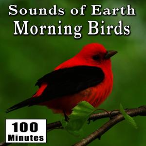 ดาวน์โหลดและฟังเพลง Early Morning Wild Birds Chirping and Activity (Songbirds) [Singing Bird Ambience Sound Effects] พร้อมเนื้อเพลงจาก Nature Sounds