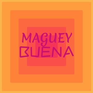 Various Artists的專輯Maguey Buena