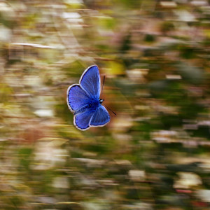 Album Mariposa from Gonzo