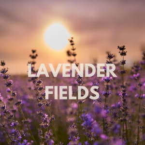ดาวน์โหลดและฟังเพลง Lavender Fields พร้อมเนื้อเพลงจาก Spa Radiance