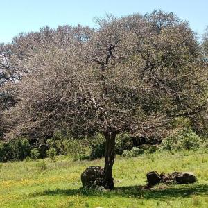 Listen to Quesiera (Remastered 2023) song with lyrics from Meraki