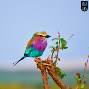 Dengarkan Wandering Bird Symphony lagu dari Lost & Sound dengan lirik