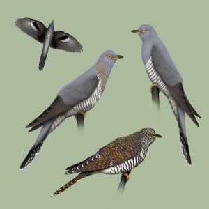 ดาวน์โหลดและฟังเพลง Bird sounds - Kukulka พร้อมเนื้อเพลงจาก Polskie Ptaki