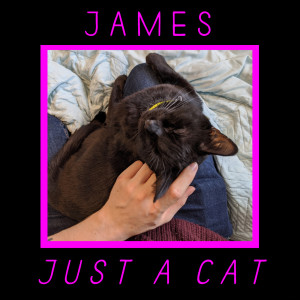 ดาวน์โหลดและฟังเพลง Just a Cat พร้อมเนื้อเพลงจาก James