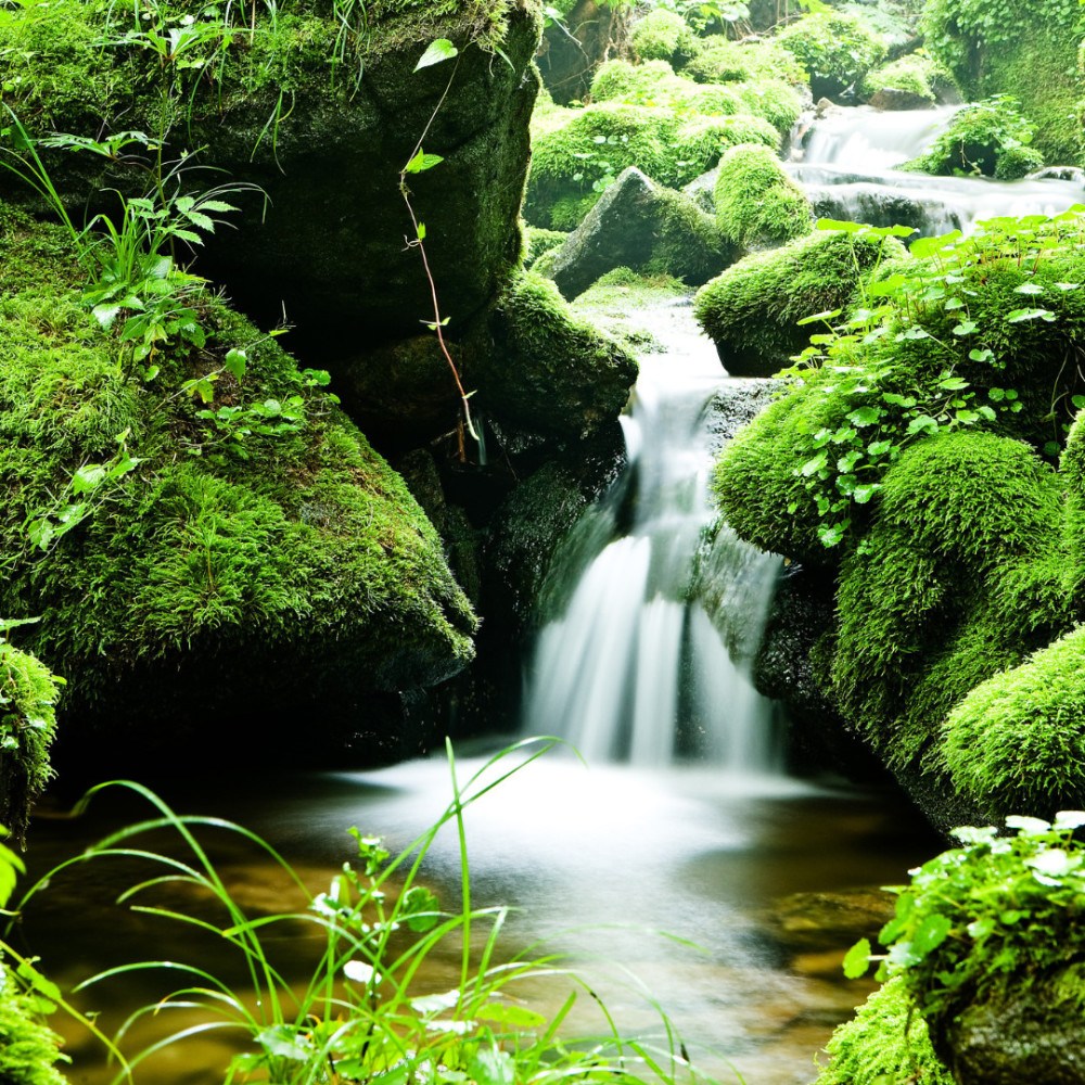 Streamside Dreamscapes