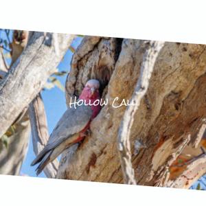 Album Hollow Call from Various