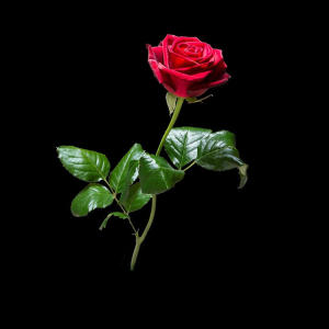 Razel的專輯NE OLACAK (Explicit)