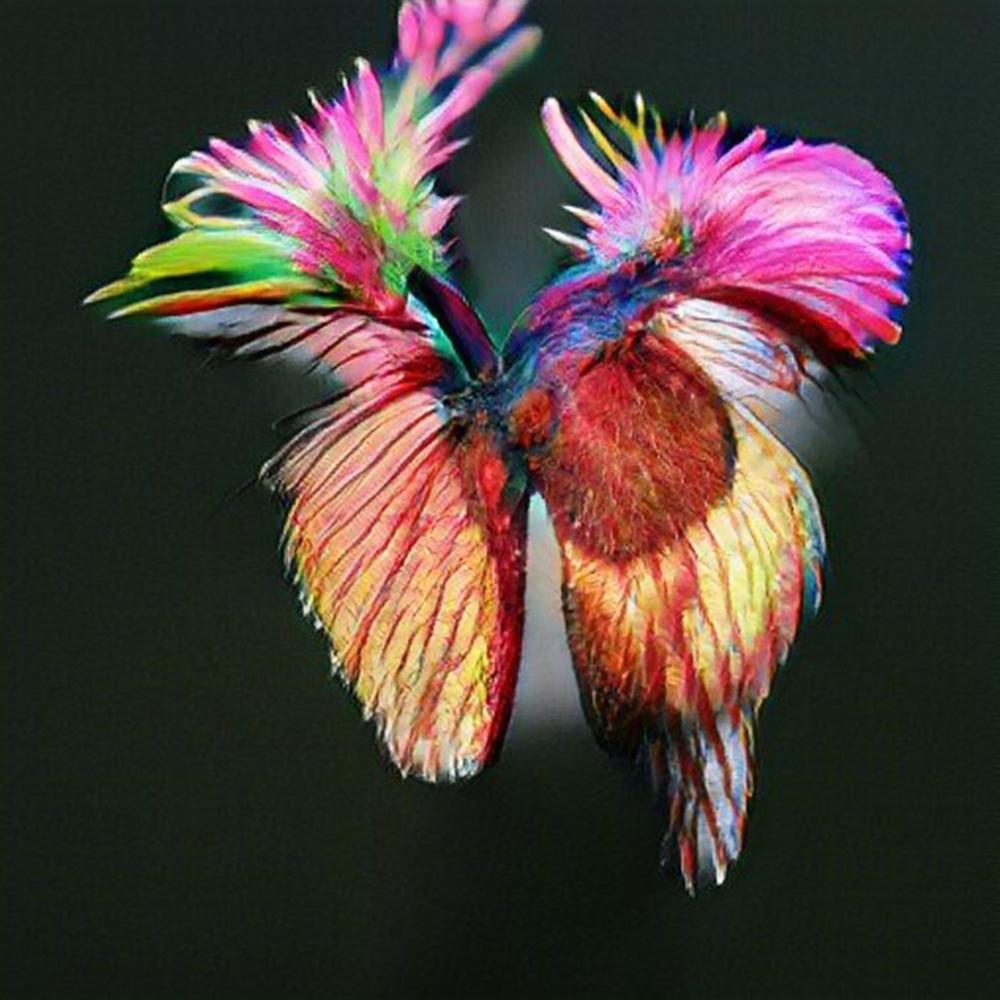 butterfly (Explicit)