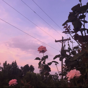 Listen to Bloomin' <3 song with lyrics from DryJo