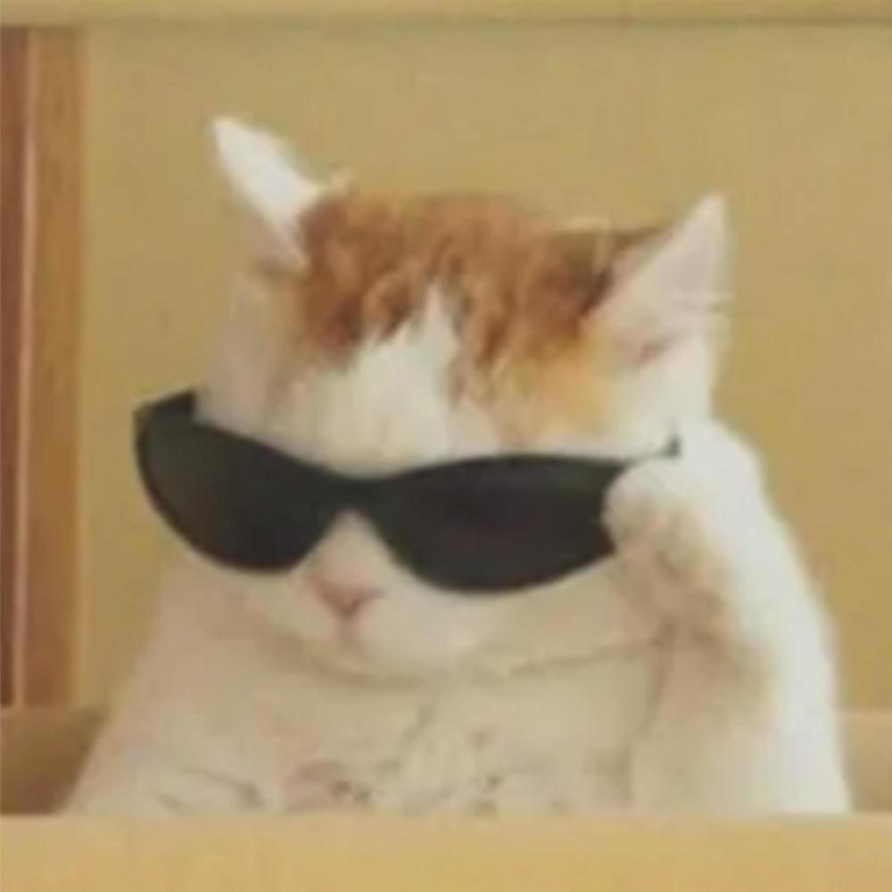 Boy Cat