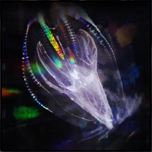 Nihilist的專輯Nèreïde