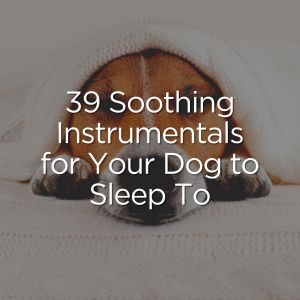 Listen to Home on Halloween Calming Music for Dogs, Pt. 5 song with lyrics from Relaxmydog