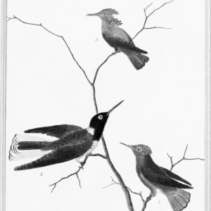 Listen to Hummingbirds song with lyrics from Michael Wadlow
