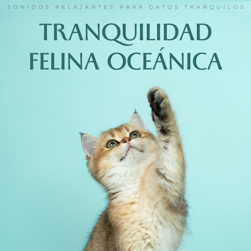 Serenata De Siesta Felina