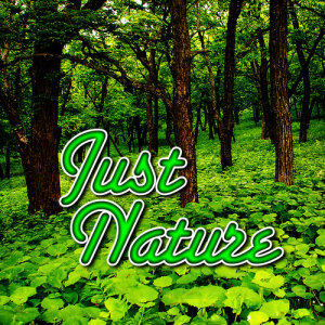 收聽Sounds Of Nature的Amazon Jungle Daytime Nature Sound歌詞歌曲