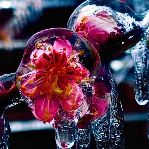 Love-sadKiD的專輯Winter's Bloom (feat. love-sadKiD) [Explicit]