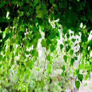 收聽鄧勃的Whoopty （純彈版）歌詞歌曲