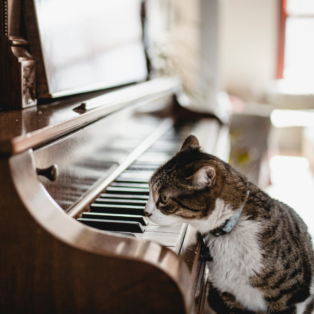 Cat's Piano Relaxing Resonance