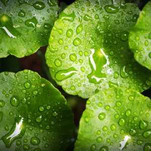 Listen to Late Night Drizzle song with lyrics from Rain for Deep Sleep