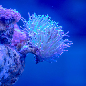 ดาวน์โหลดและฟังเพลง Bedside Water Sounds พร้อมเนื้อเพลงจาก Sea Waves Sounds