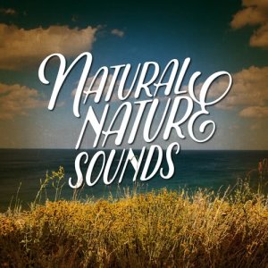 ดาวน์โหลดและฟังเพลง Forest of Birds พร้อมเนื้อเพลงจาก Natural Sounds