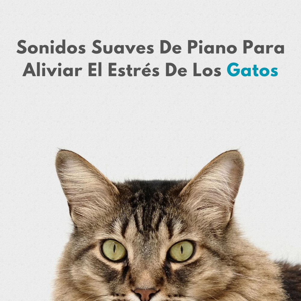 Música Suave Para Gatos Felices