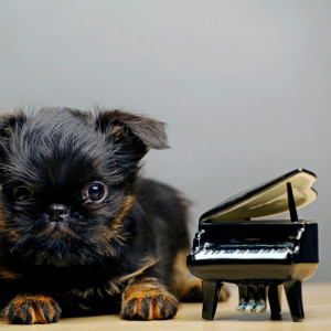 Tranquil Tails and Piano: Serene Canine Resonance