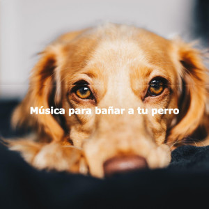 Bossa Nova Lounge的專輯Música para bañar a tu perro