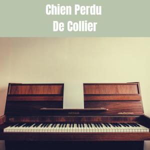 Chien Perdu De Collier