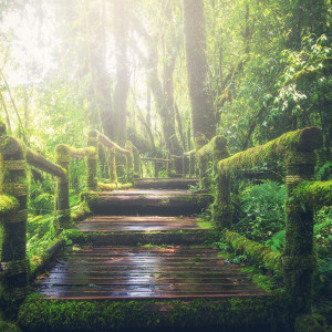 Listen to Quantum Soup song with lyrics from Nature Sounds Nature Music